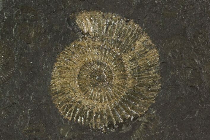 Dactylioceras Ammonite Fossil - Posidonia Shale, Germany #100245